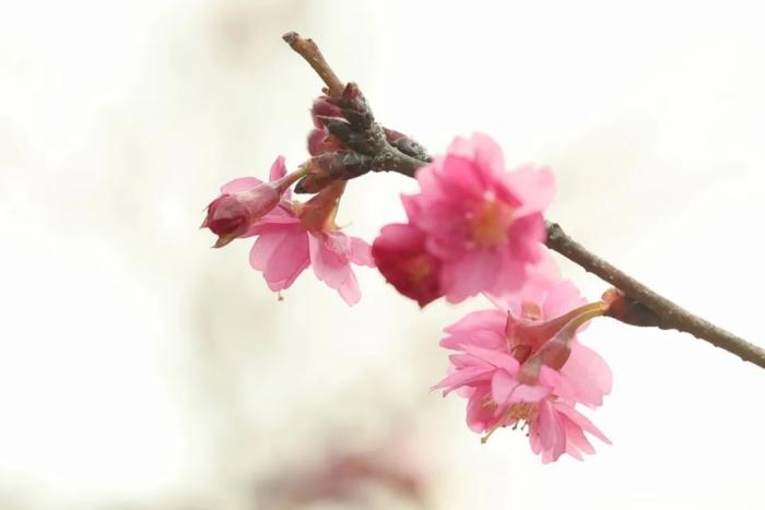 顧村公園櫻花景觀