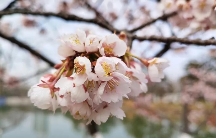 上海植物園早櫻