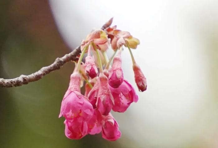 魯迅公園櫻花特寫