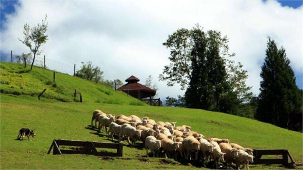 清境農場住宿推薦