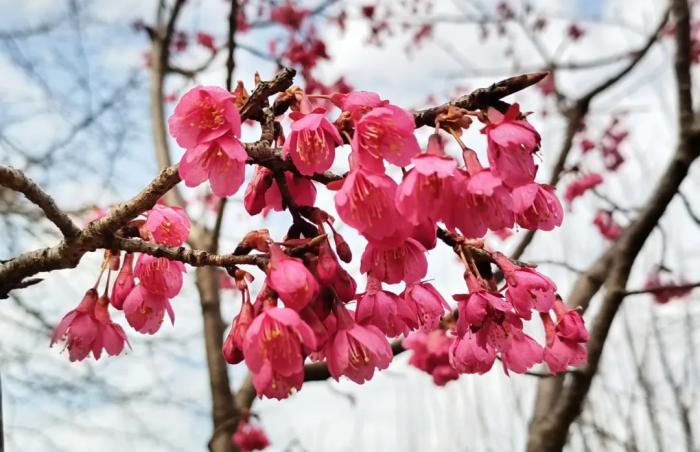 上海植物園櫻花景觀