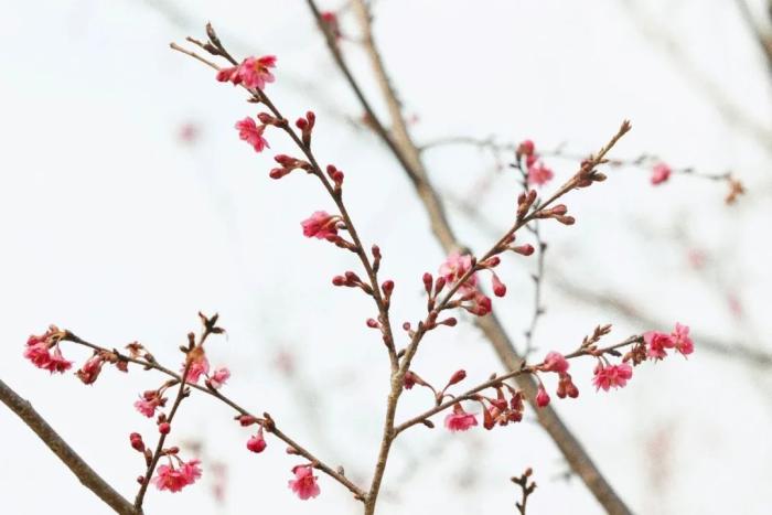 顧村公園櫻花特寫