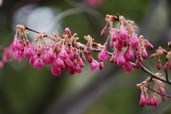 魯迅公園櫻花景觀