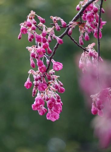 魯迅公園櫻花步道
