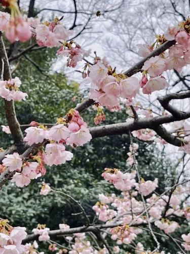 共青森林公園櫻花特寫