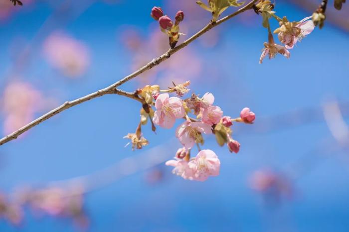 辰山植物園櫻花景觀
