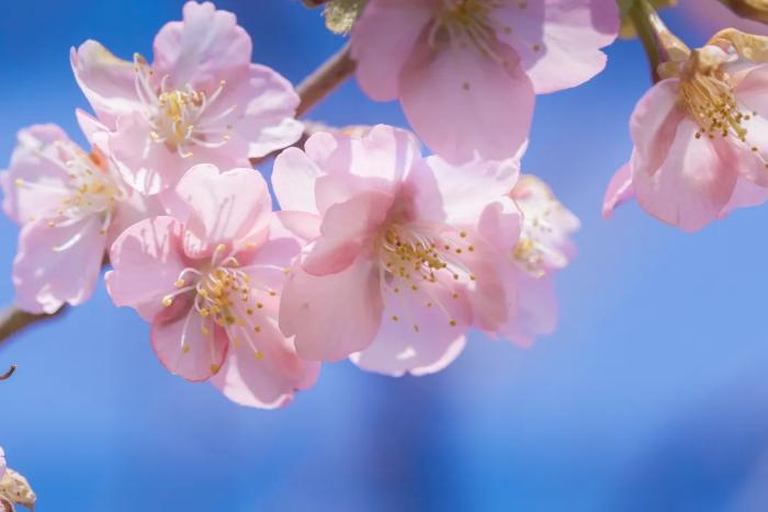 辰山植物園櫻花步道