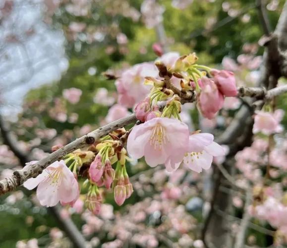 共青森林公園櫻花