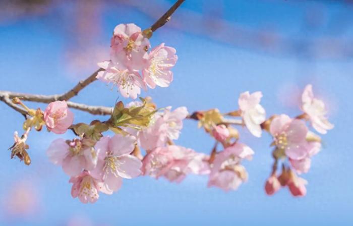 辰山植物園早櫻