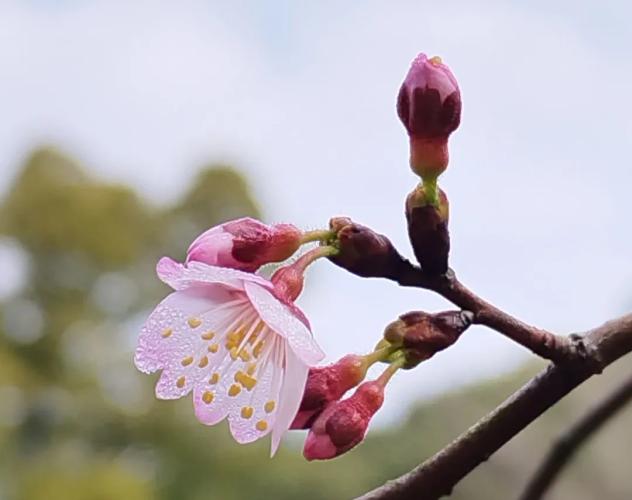 上海植物園櫻花特寫