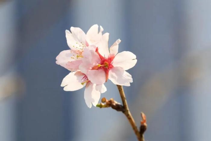 靜安雕塑公園櫻花